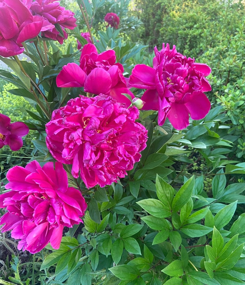 VIGSEL You Create Us vigsel-you-create-us